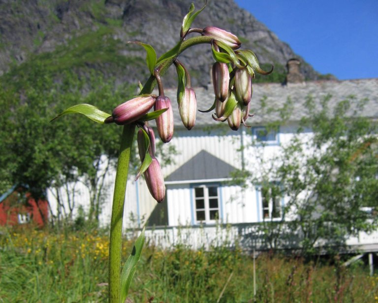 liljeiHennumhagen2.JPG