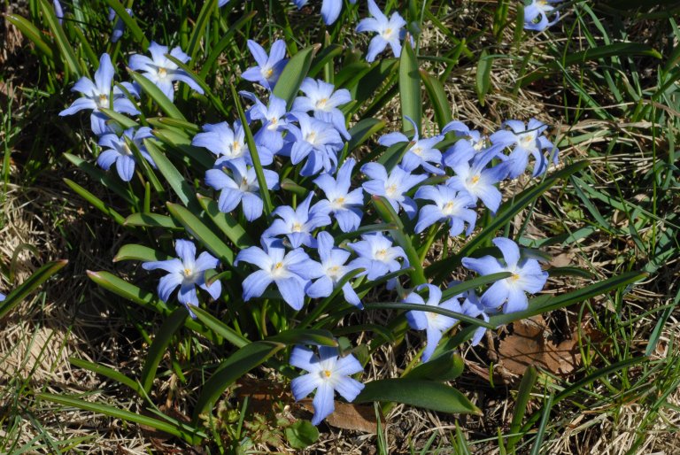 Amalienborg japonicus og luciliae.JPG