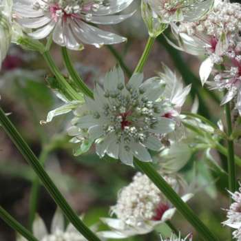 AstrantiaPAasen
