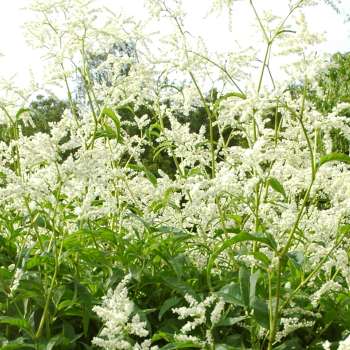 Aconogonum alpinum Maalselv bh 2008bm