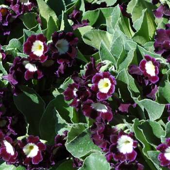 Primula x pubescensMellomveienbm
