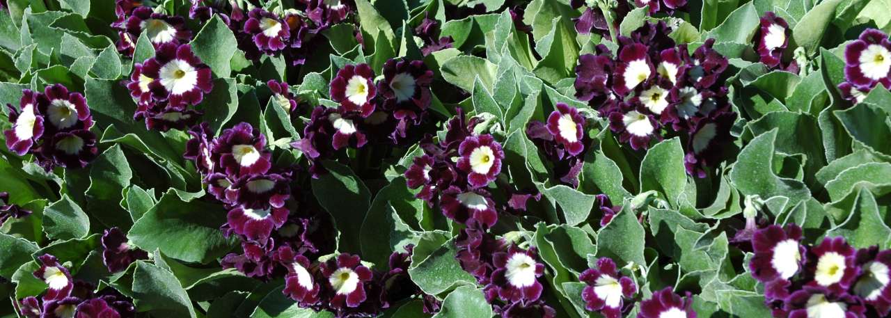Primula x pubescensMellomveienbm