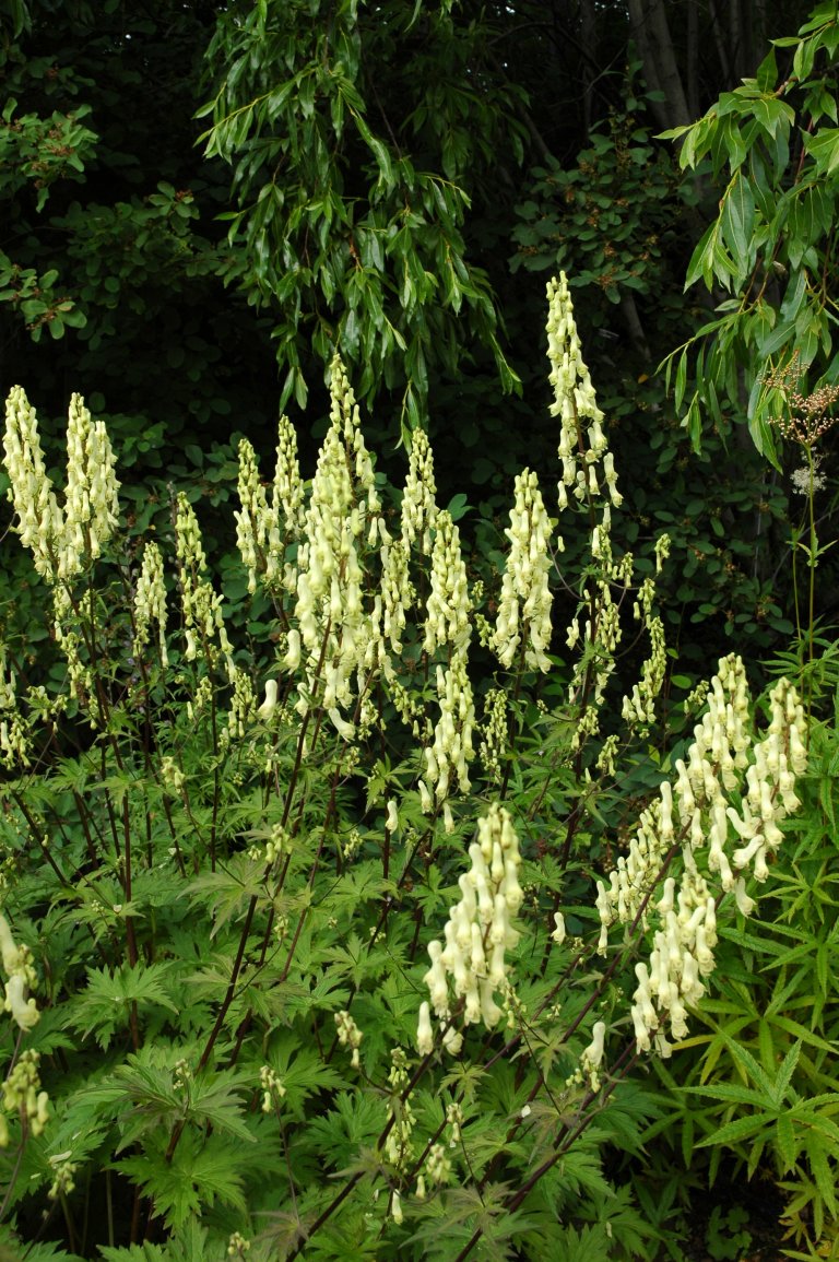 Aconitum lycoct ssp lycoct Hadsel.jpg