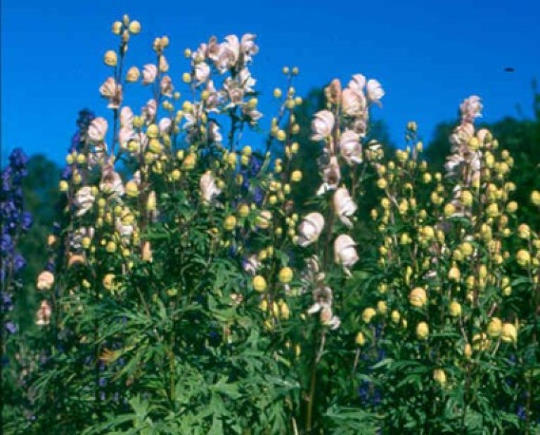 Rosa storhjelm_BM.jpg