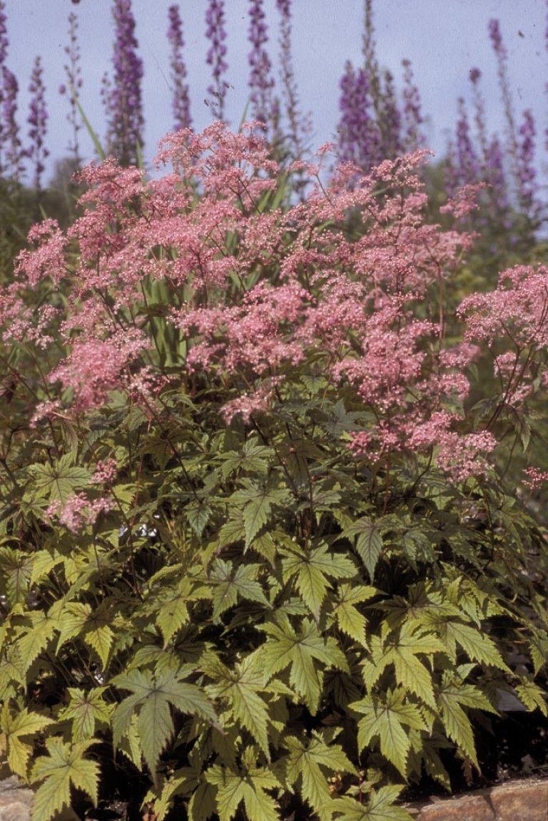 F_PurpureaPurpurascens1BM.JPG