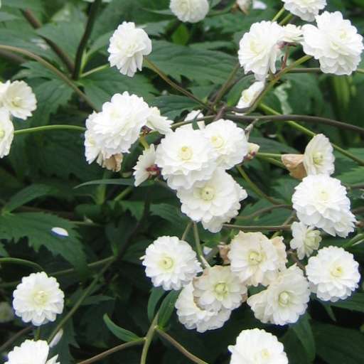 Soleier med fylte blomster - Nibio