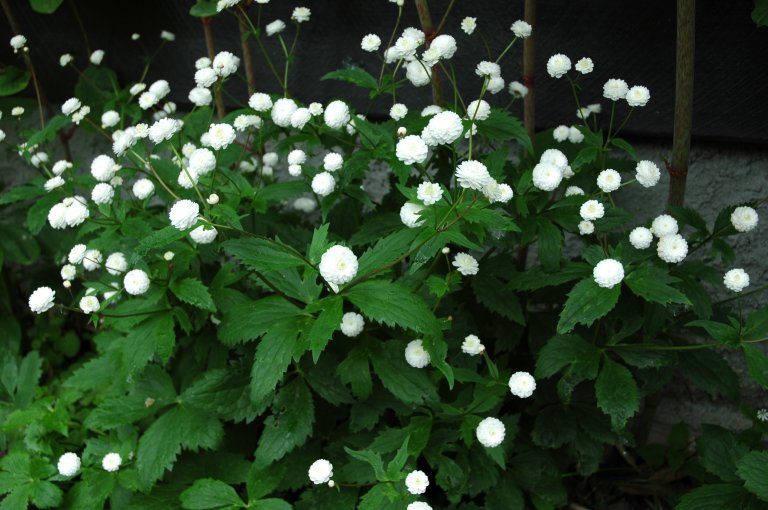 RanunculusAcontifoliusFlorePleno_GrVn_BM.JPG
