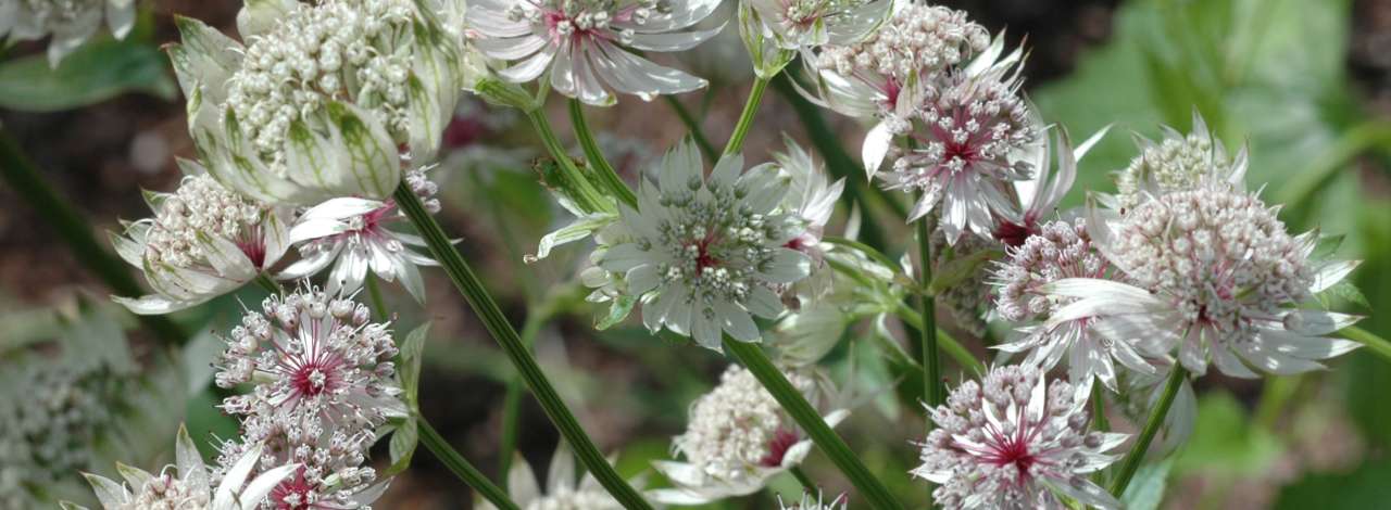 AstrantiaPAasen