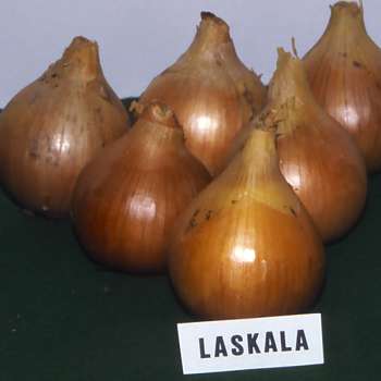 Løk-Laskala_Even-Bratberg