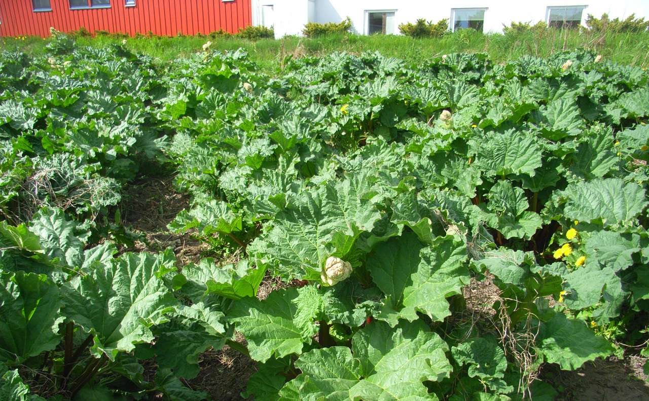 Rabarbra_Åsmund-Asdal