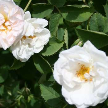 Prestegårdsrose_Madeleine-von-Essen
