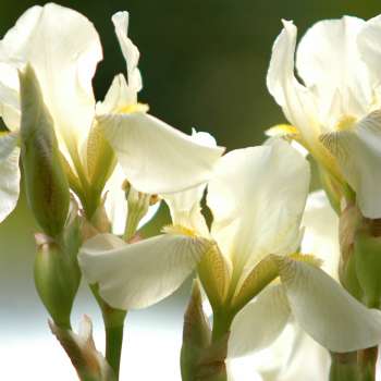 Iris-8_Knut-Langeland