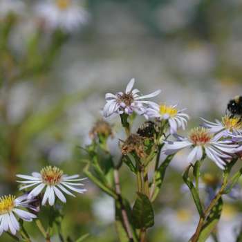 Asters-3_Vibekke-Vange