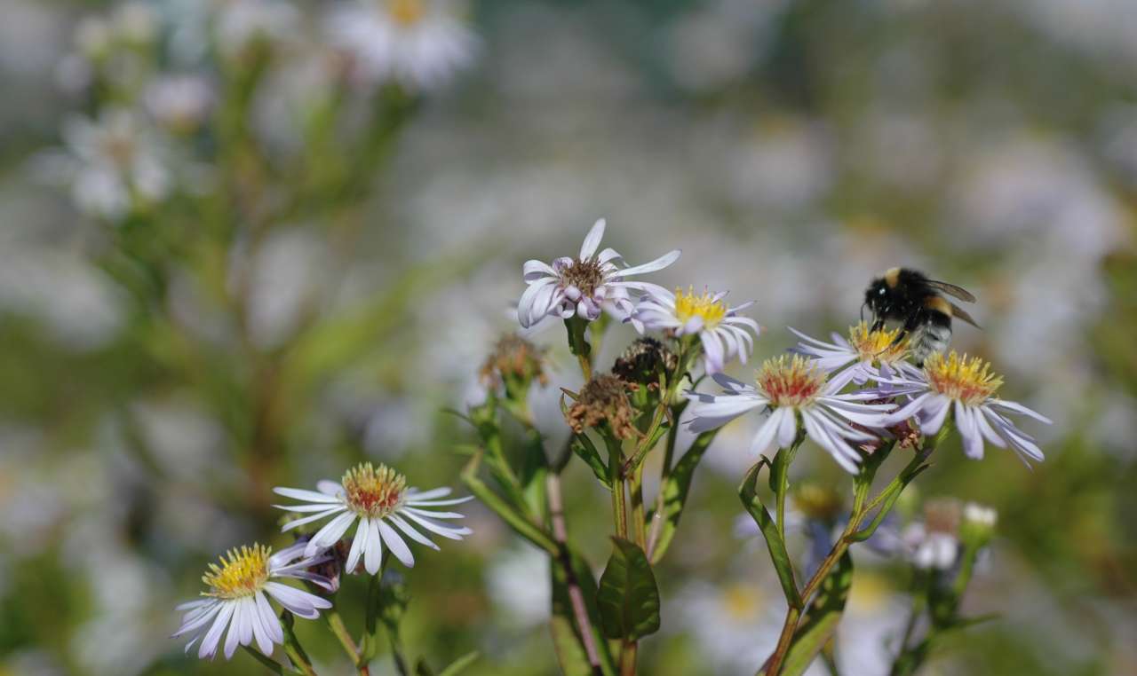 Asters-3_Vibekke-Vange
