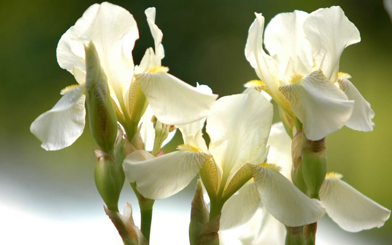 Iris-8_Knut-Langeland