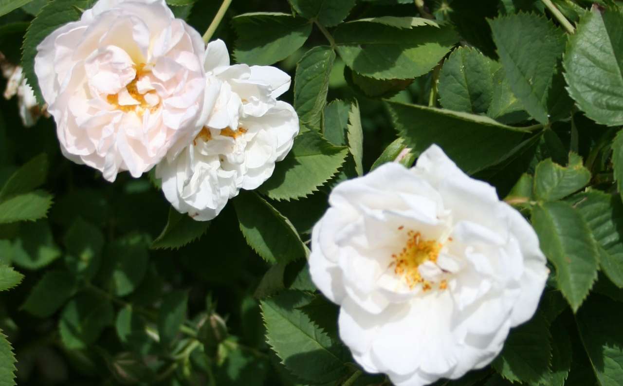 Prestegårdsrose_Madeleine-von-Essen