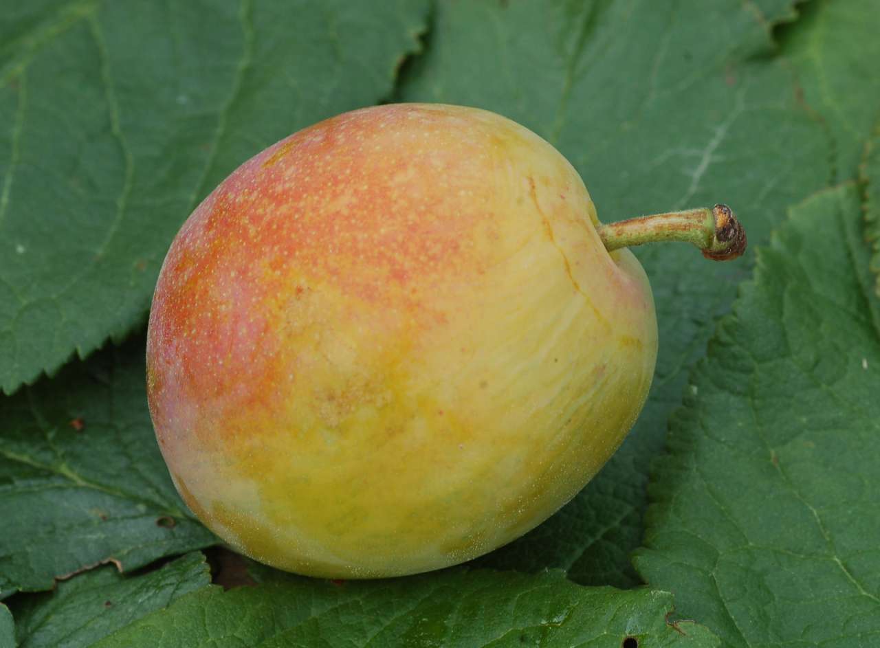 Plom Sort Washington 13.09.2015 F 92