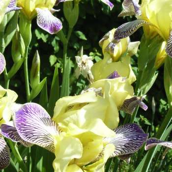 Iris sambuchina