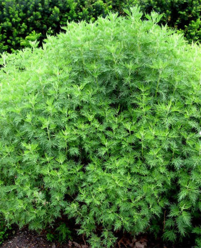 Artemisia abrotanum, Abrodd, 2005-8025.jpg