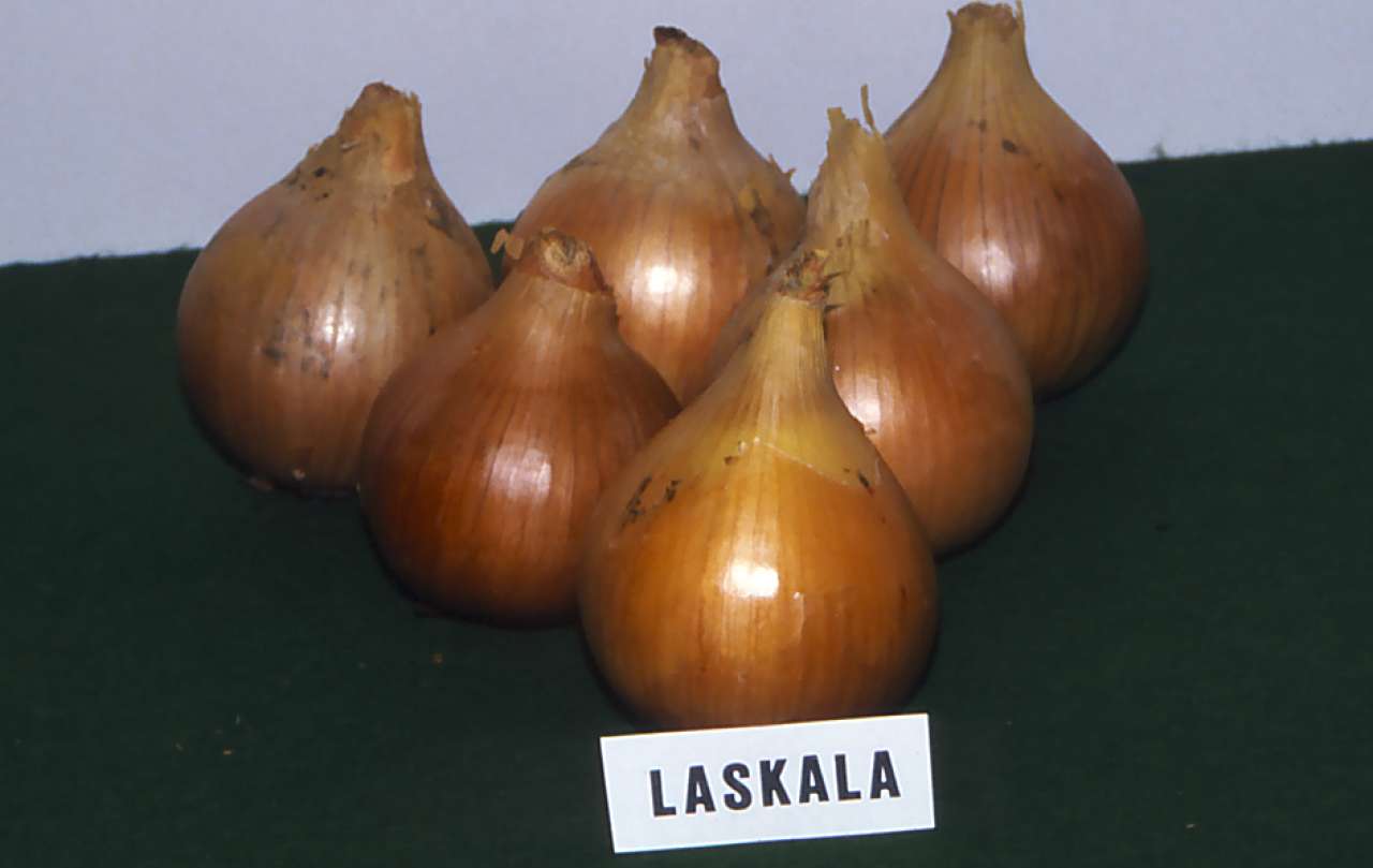 Løk-Laskala_Even-Bratberg