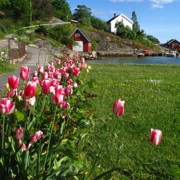 Tulipan_Åsmund-Asdal