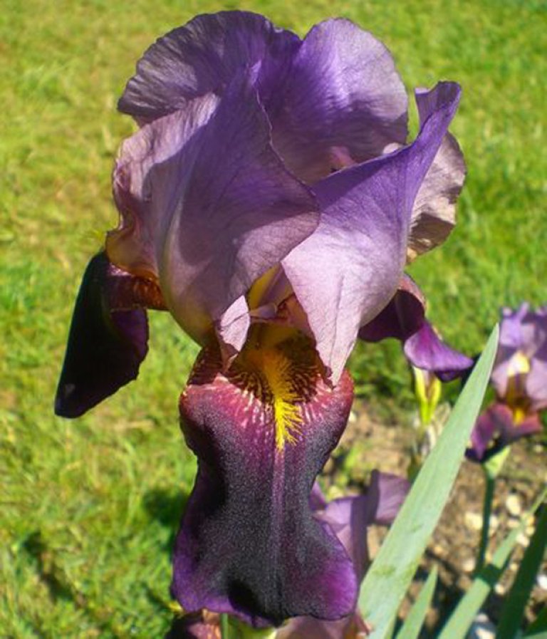 Iris-6_Knut-Langeland.jpg