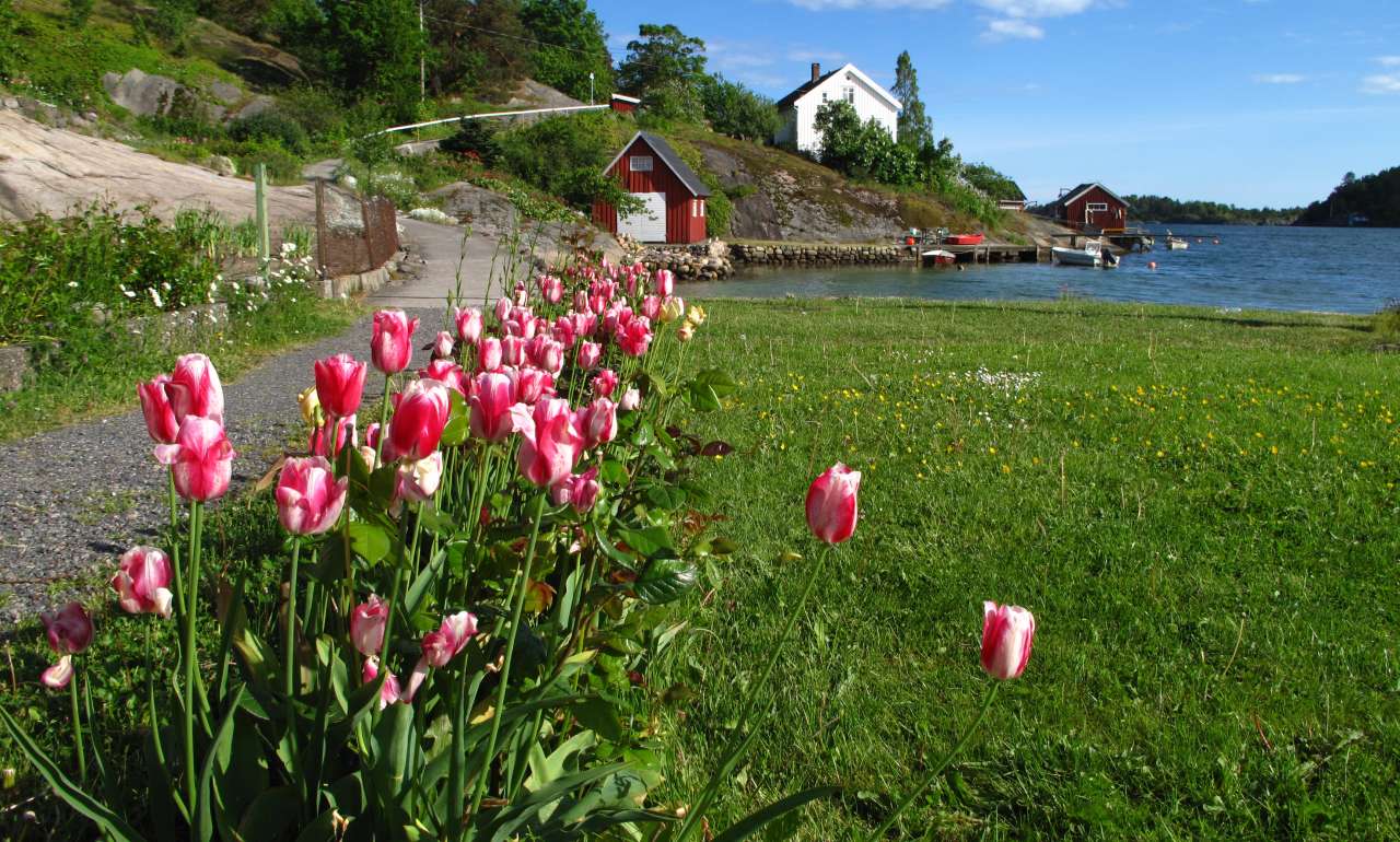 Tulipan_Åsmund-Asdal