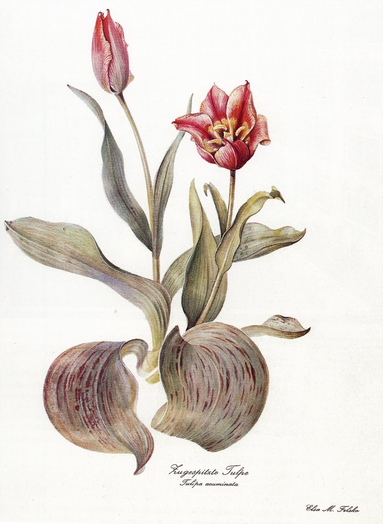 Tulipan-3_Flora-Danica.jpg