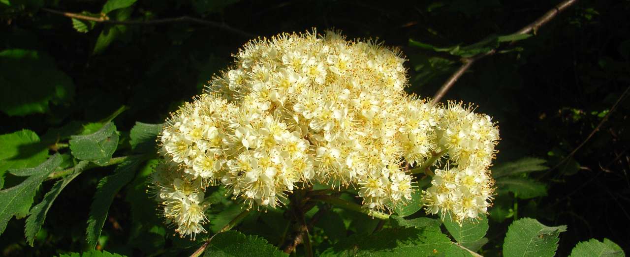 Det finnes 12 viltvoksende asalarter i Norge, alle med vakre blomster.