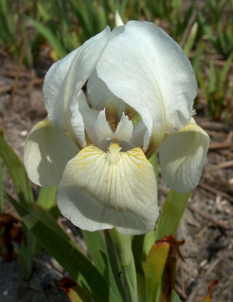 Iris pumila ’Die Braut’.jpeg