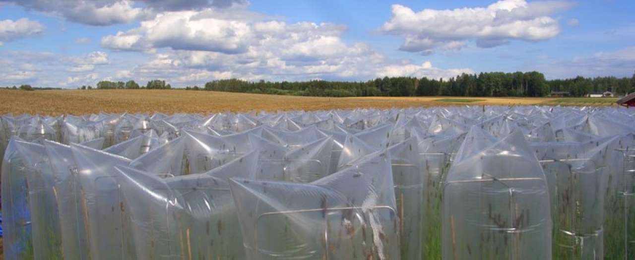 I planteforedling er det nødvendig å gjennomføre kontrollert kryssing av ulike genotyper. Her hindres tilfeldig pollinering i et plantefelt hos Graminor. 