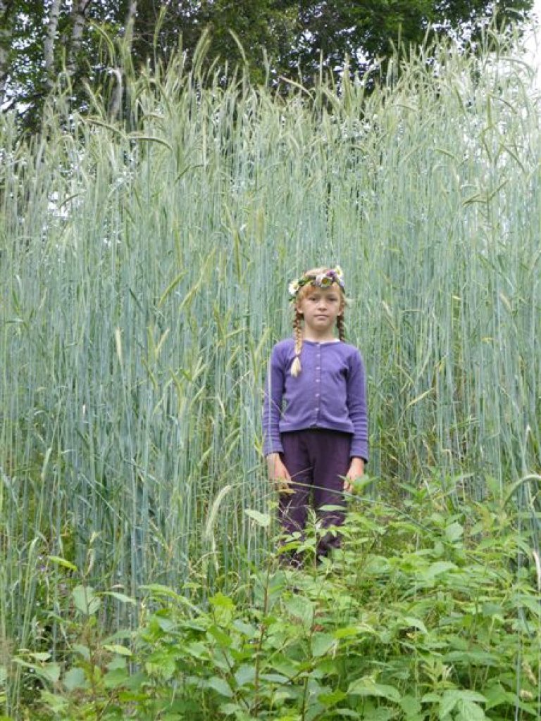 Svedjerug-2_Martine-Holøkken.jpg