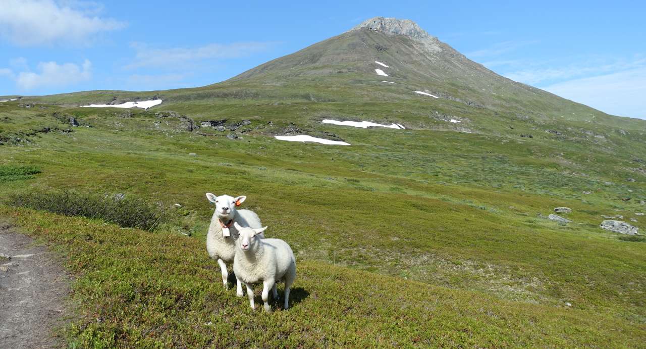 Sau på utmarksbeite