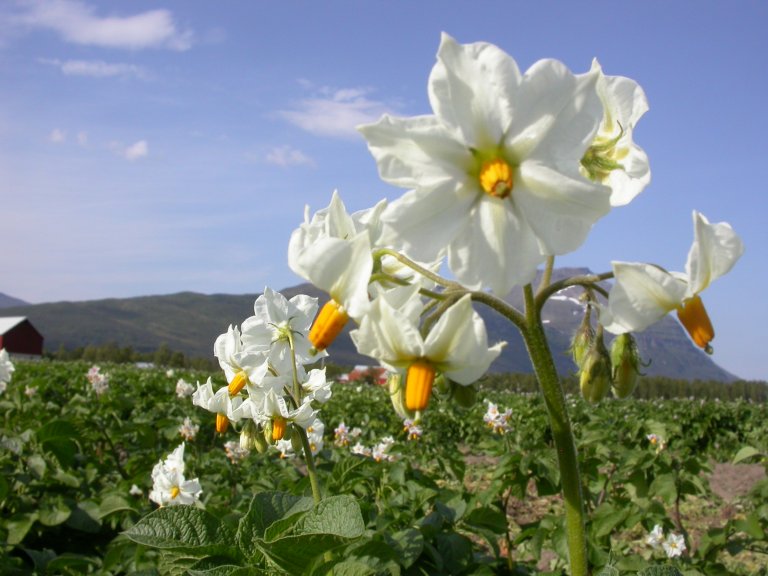 potet i blomst_mv Uleberg.JPG