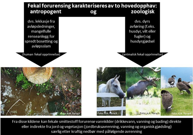 Figur-Kvantitativ mikrobiell kildesporing av fekal forurensing.jpg