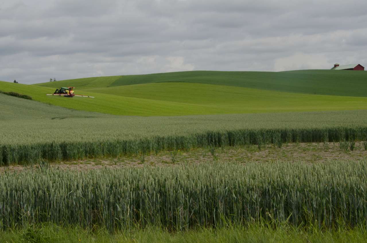 Grønn kornåker med en traktor som sprøyter og en låve i bakgrunnen