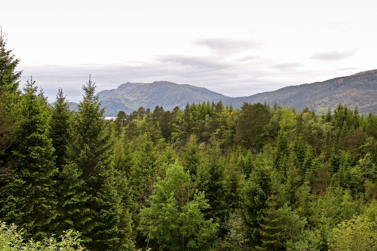 Skog i forgrunnen med fjell i bakgrunnen 