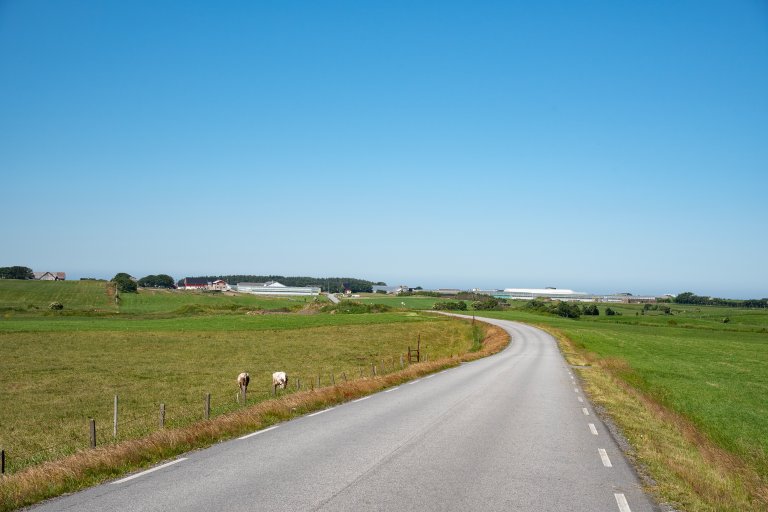 Vei på Jæren, med beitende kuer på venstre side.