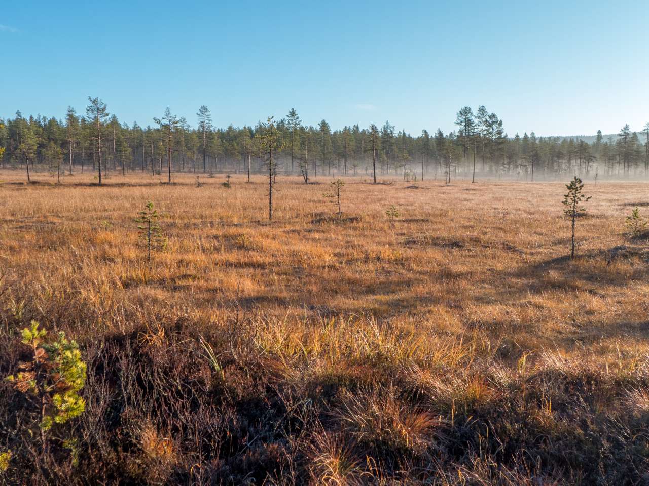 Myr som går over i furuskog