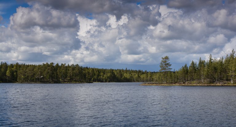 Innsjø med skog i bakgrunnen