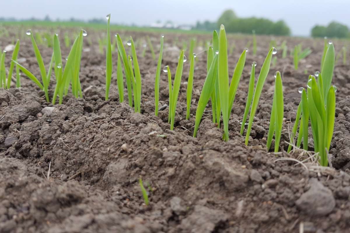 thumbnail_Illustrasjon_cropped