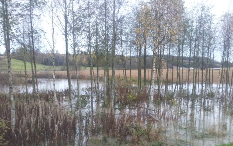 skog i flom_foto Kamilla skaalsveen.jpg