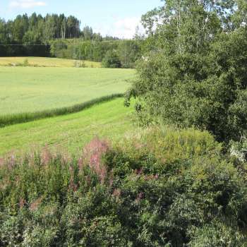 Elv m åker_vegsone Foto E. Skarbøvik