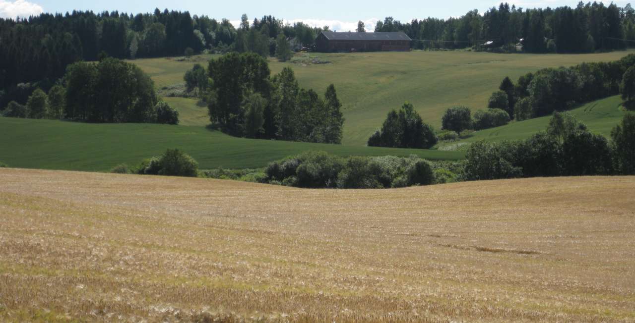 Jordbrukslandskap m kornåker