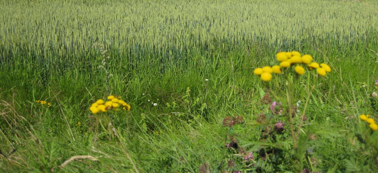 Endret klima kan bety økt fare for sykdommer og skadegjørere.