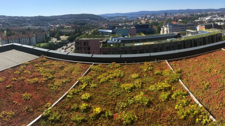 Grønne tak testanlegg Oslo.jpg