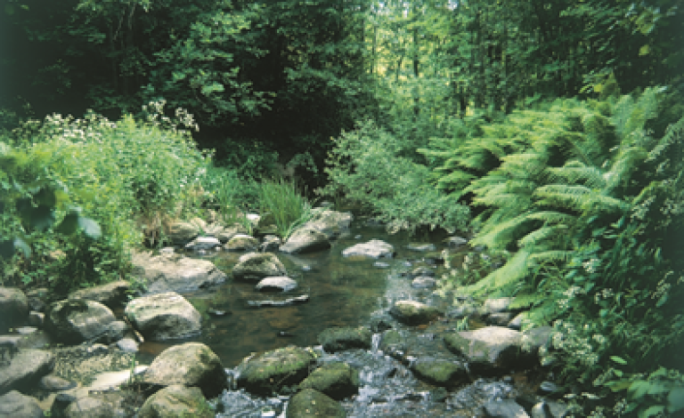 Vannmiljø i skog