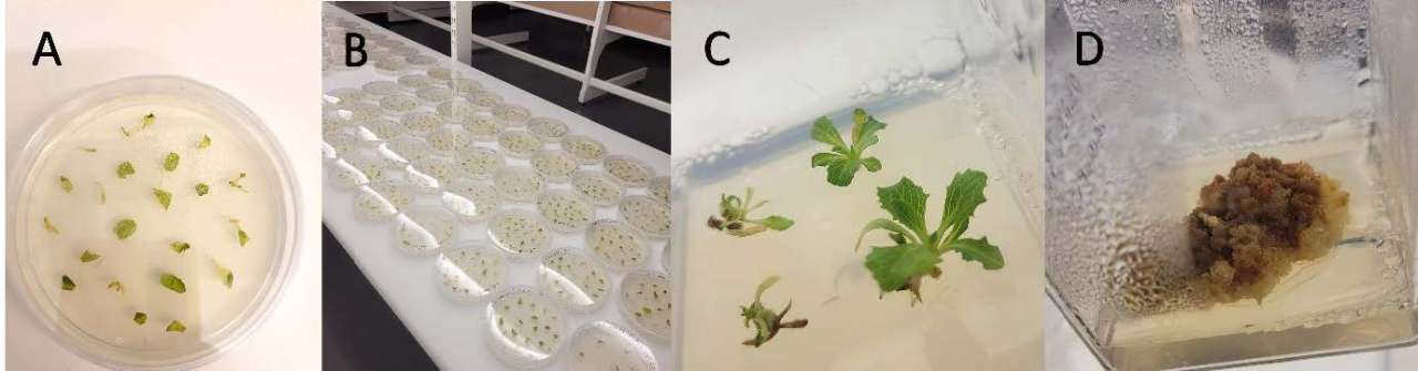 Collage av Crispr spireplanter. 