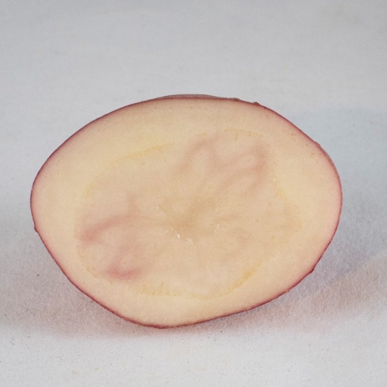 Garnet Chili (nr 160 i Potetanken) ble lansert i 1857 og er en historisk svært viktig potetsort.