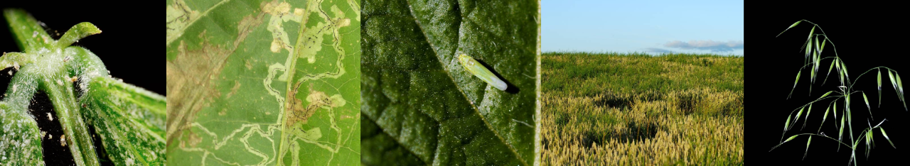 Bannerbilde ugras og skadedyr